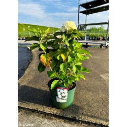 Hydrangea macrophylla ICE BOY 'H218916' PBR