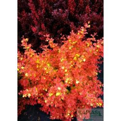 Berberis thunbergii 'Bronisław'