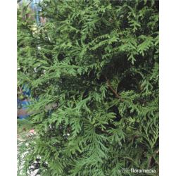 Thuja occidentalis 'Frieslandia'