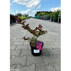 Lagerstroemia ENDURING SUMMER PINK 'PIILAG B2'