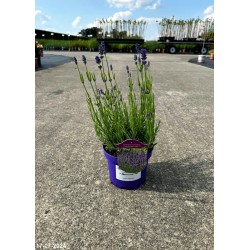 Lavandula angustifolia 'Thumbelina Leigh' PBR