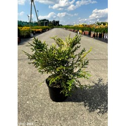 Thujopsis dolabrata 'Variegata'