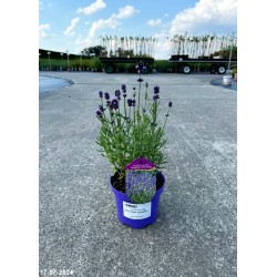 Lavandula angustifolia BLUE SCENT 'Syngablusc'