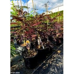 Albizia julibrissin 'Summer Chocolate' PBR