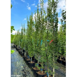 Carpinus betulus 'Fastigiata'