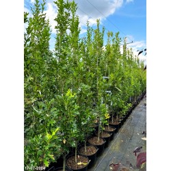 Quercus palustris GREEN PILLAR 'Pringreen'