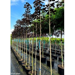 Acer platanoides 'Royal Red'