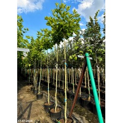 Platanus hispanica x 'Alphen's Globe'