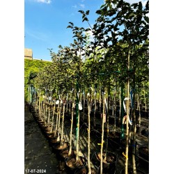 Sorbus intermedia