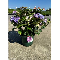 Hydrangea macrophylla TIFFANY PURPLE 'H211902' PBR