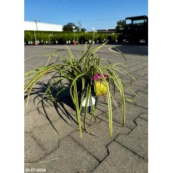 Carex morrowii 'Goldband'