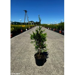 Thuja plicata 'Can-Can'