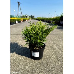 Thujopsis dolabrata 'Nana'