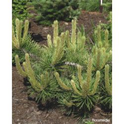 Pinus mugo 'Picobello'