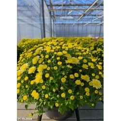 Chrysanthemum MIX