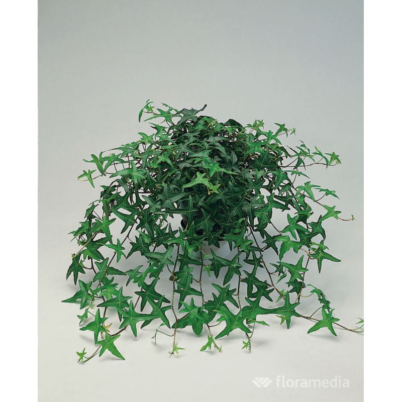 Hedera helix 'Sagittifolia' Hedera helix 'Sagittifolia'