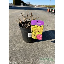 Hydrangea paniculata PETITE FLORI 'Coussine' PBR