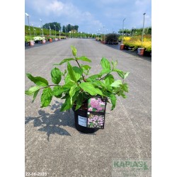 Deutzia RASPBERRY SUNDAE 'Low 18' PBR