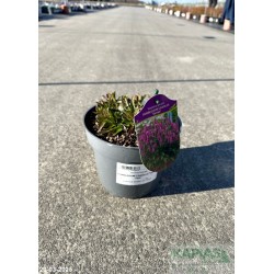 Veronica spicata BUBBLEGUM CANDLES 'Verspi' PBR