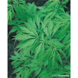 Acer palmatum 'Dissectum'