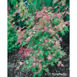 Acer palmatum 'Oridono-nishiki'