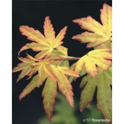 Acer palmatum 'Orange Dream'