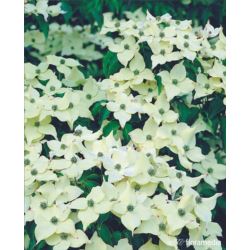 Cornus kousa 'Milky Way'