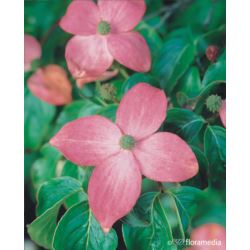 Cornus kousa HEART THROB 'Schmred'