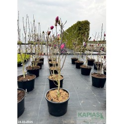 Magnolia BLACK TULIP 'Jurmag1' PBR