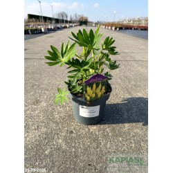 Lupinus polyphyllus 'Lupini Yellow Shades'