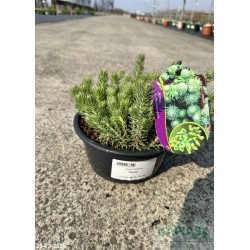 Sedum forsterianum 'Oracle'