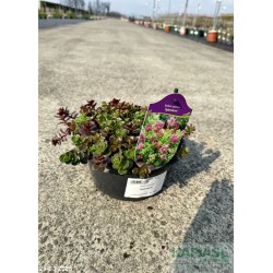 Sedum spurium 'Splendens'