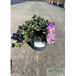 Lamium maculatum 'Roseum'