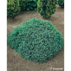 Picea glauca 'Echiniformis'