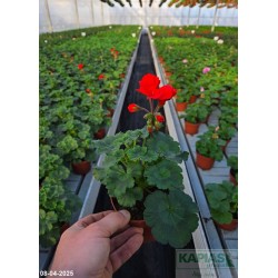 Pelargonium zonale mix