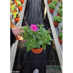 Supertunia MINI VISTA 'Hot Pink'