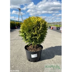 Thuja occidentalis 'Amber Glow'