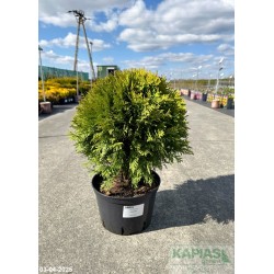 Thuja occidentalis 'Dawid' PBR