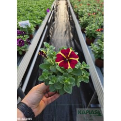 Petunia Amore™'Queen of Hearts'