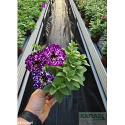 Petunia 'Splash Dance Magenta Mambo'