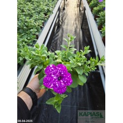 Petunia 'Splash Dance Purple Polka'
