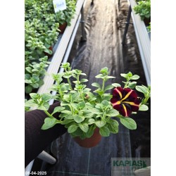 Petunia Amore™'Fiesta'