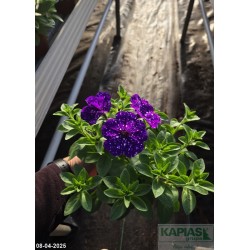 Petunia 'Splash Dance Bolero Blue'