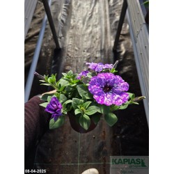 Petunia 'Splash Dance Moon Walk'