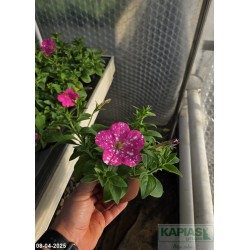 Petunia 'Splash Dance Rumba Rose'