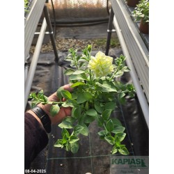 Petunia 'Susanne'