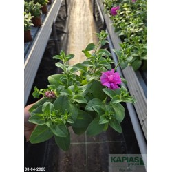 Petunia 'Candyfloss'