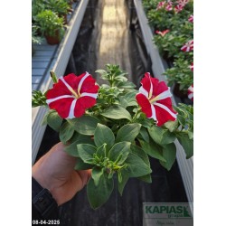 Petunia Amore™'King of Hearts'