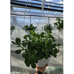 Petunia zwis mix