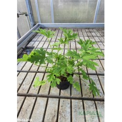 Pelargonium graveolens